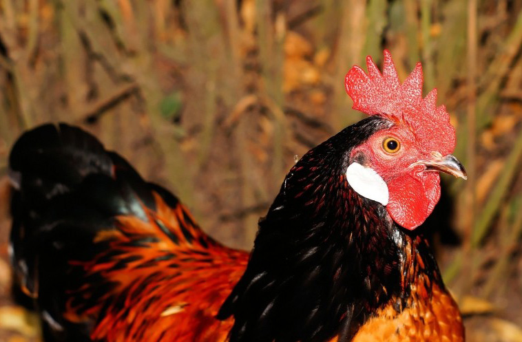 hahn-domestic-chicken-pride-red-ridge